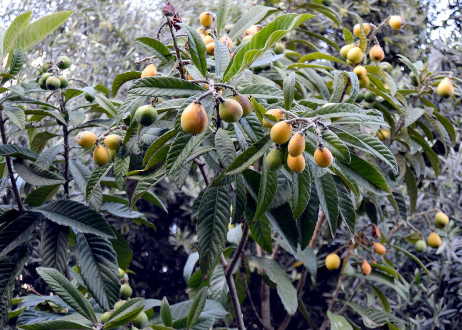 بيت الطبيعة Nature House Jarash Luaran gambar